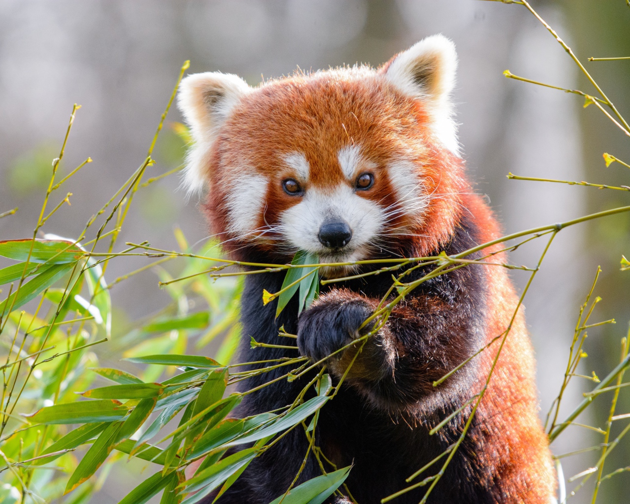 Cute little panda eats bamboo branches.