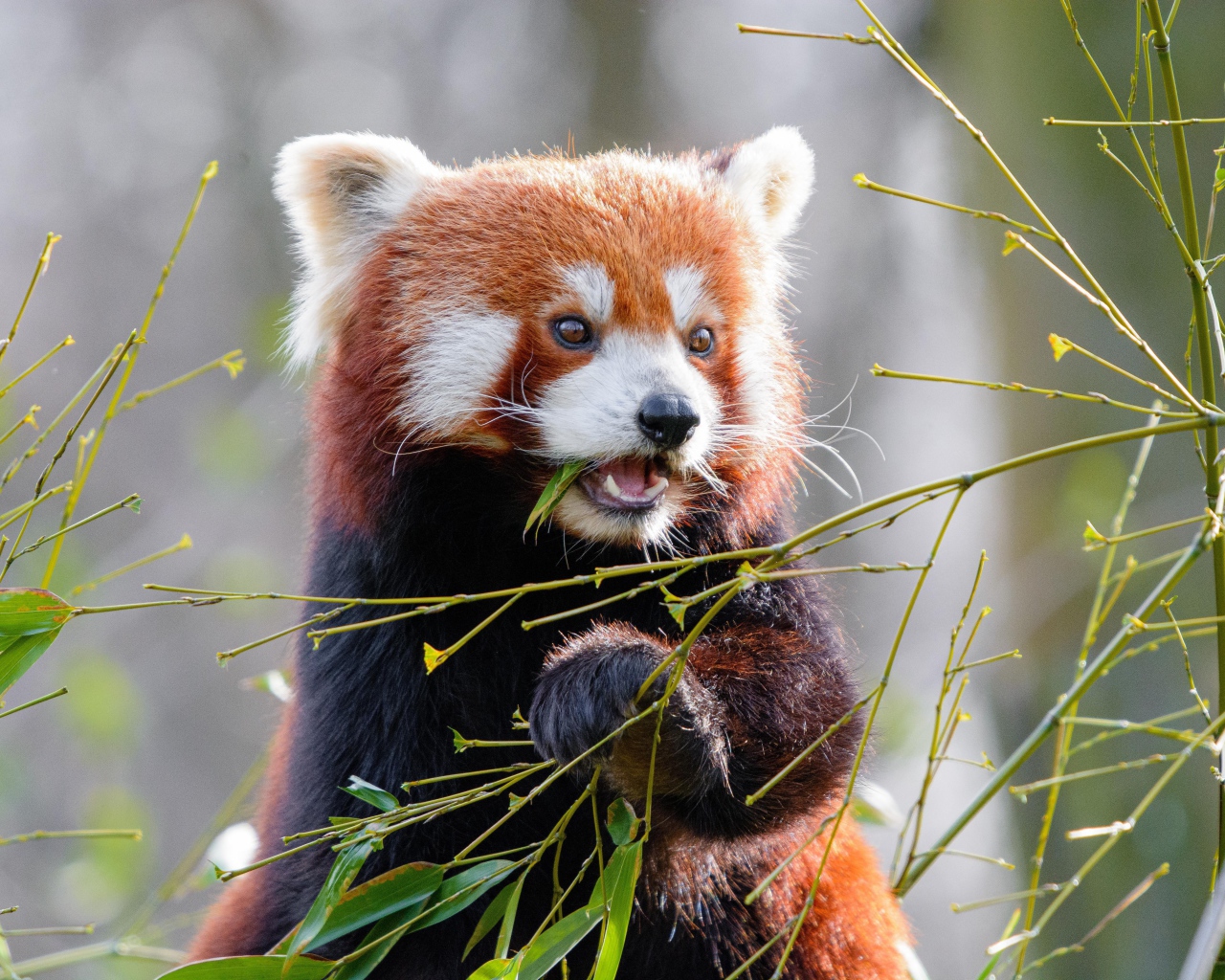 Милая малая панда грызет ветки бамбука