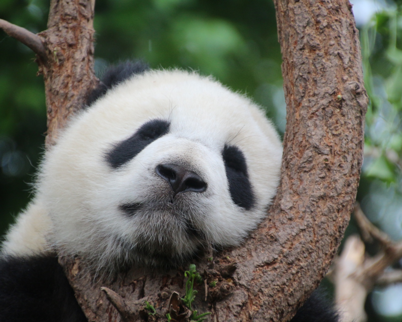 Милая панда спит на дереве 