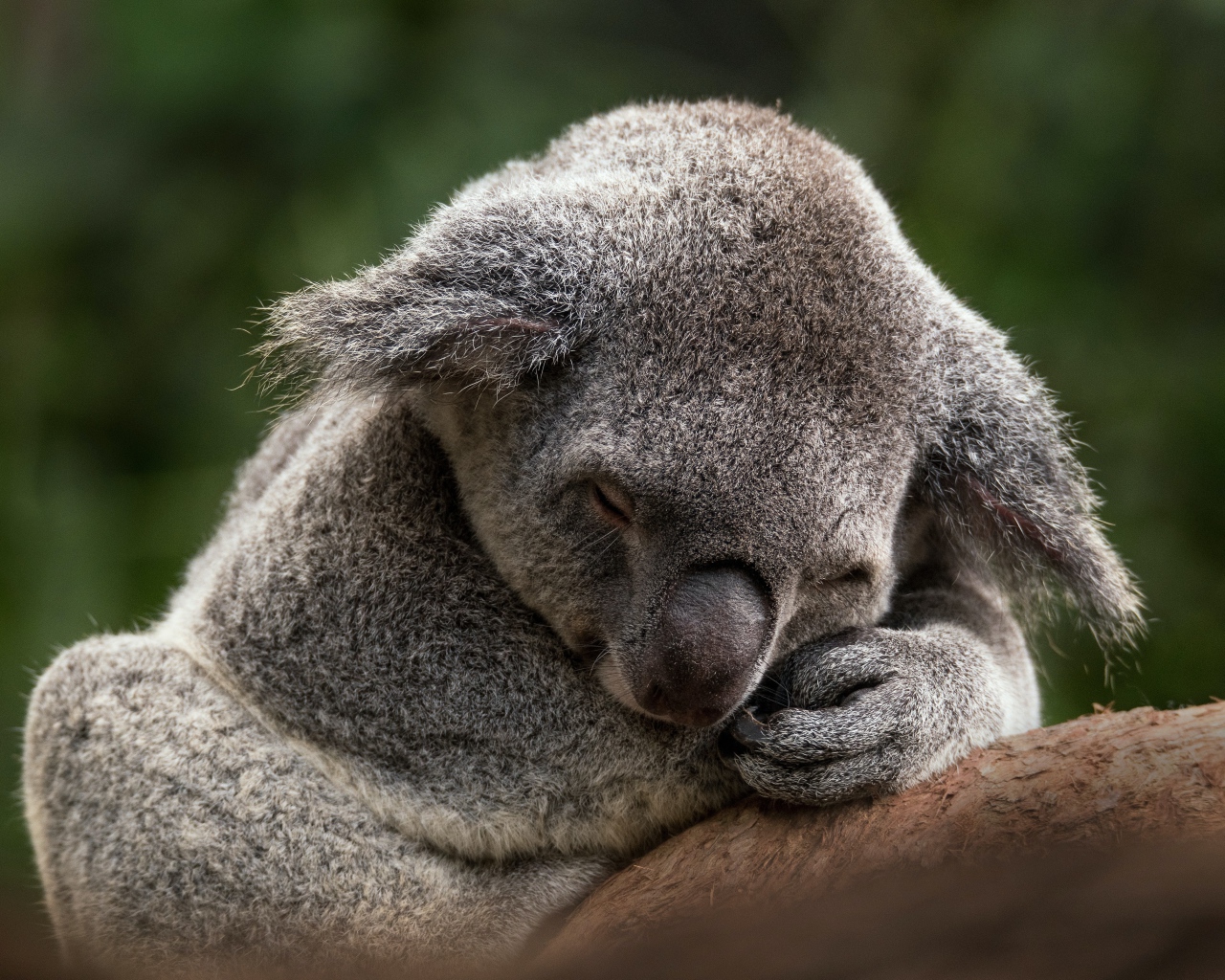 Koala sleeping on a tree branch