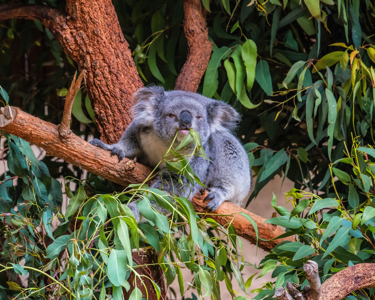 Ленивая коала ест ветки на дереве 