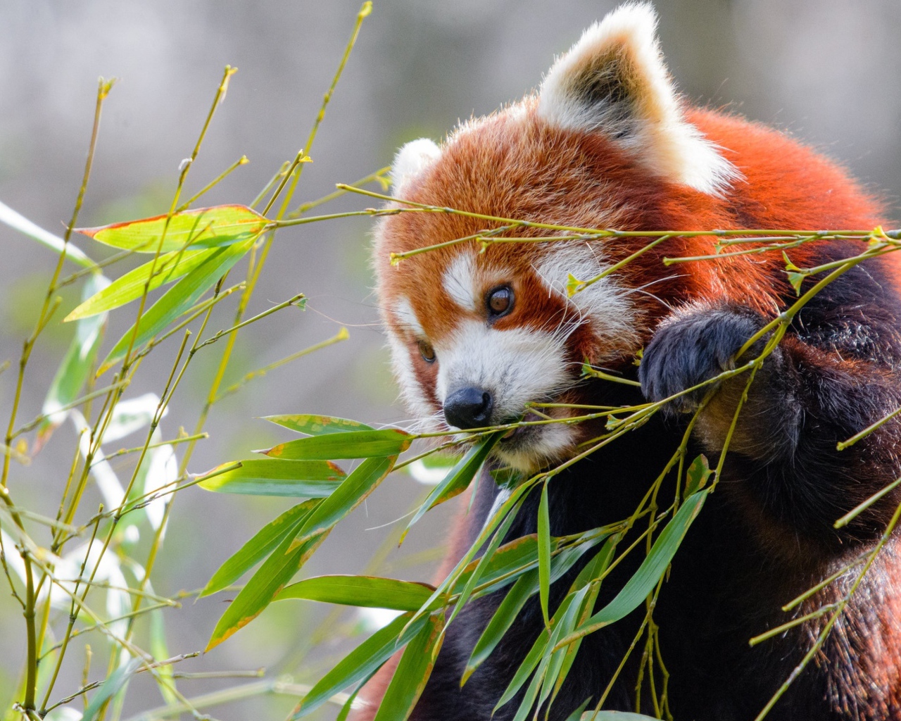 Малая панда грызет зеленые ветки бамбука