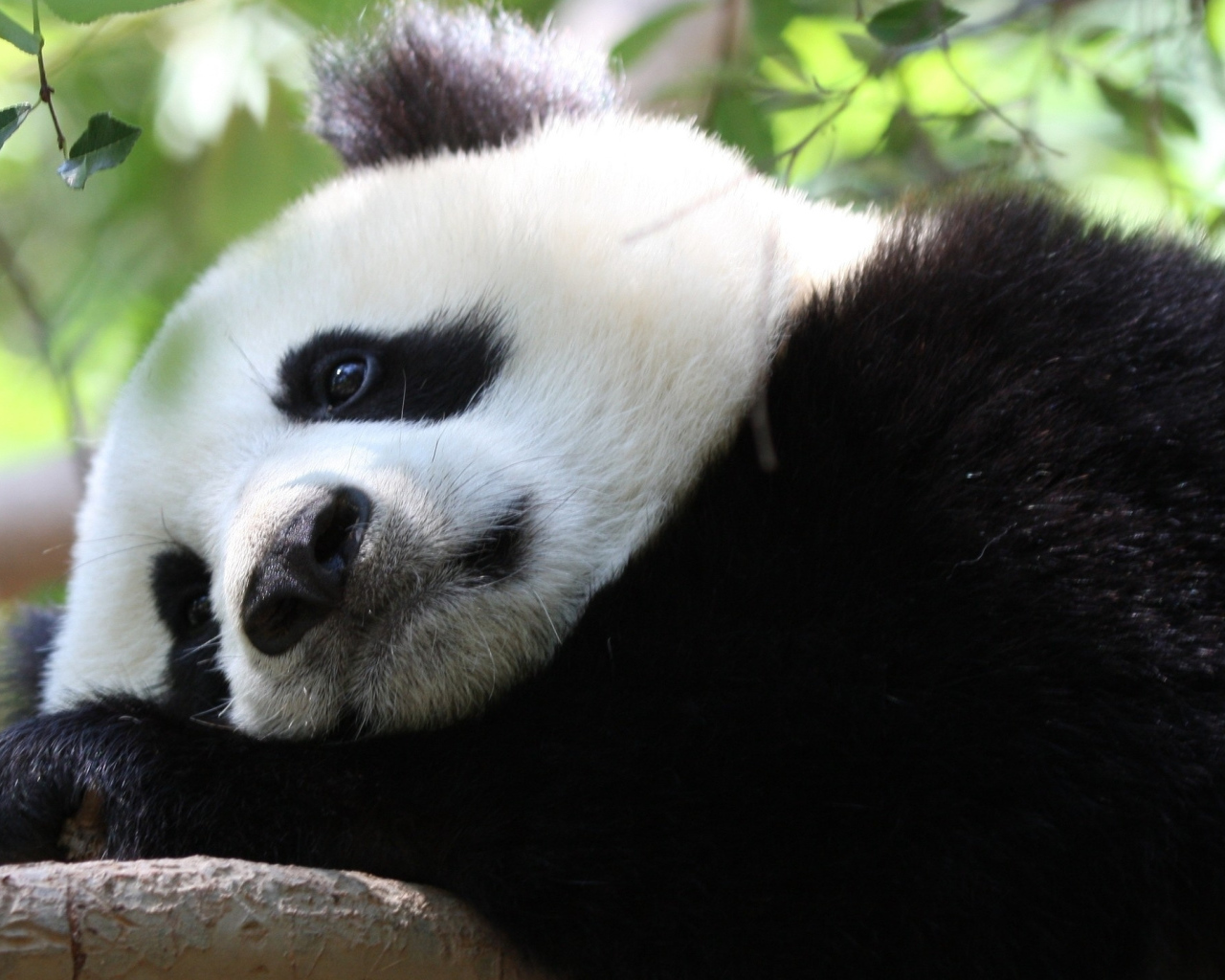 Грустная большая панда лежит на дереве 