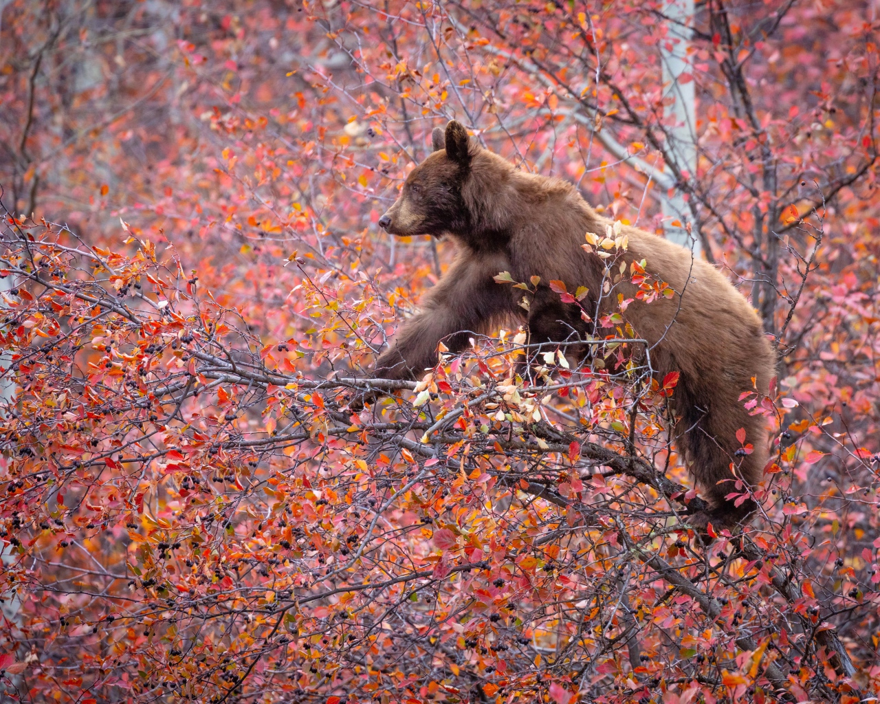 Маленький бурый медведь на дереве с красными листьями 