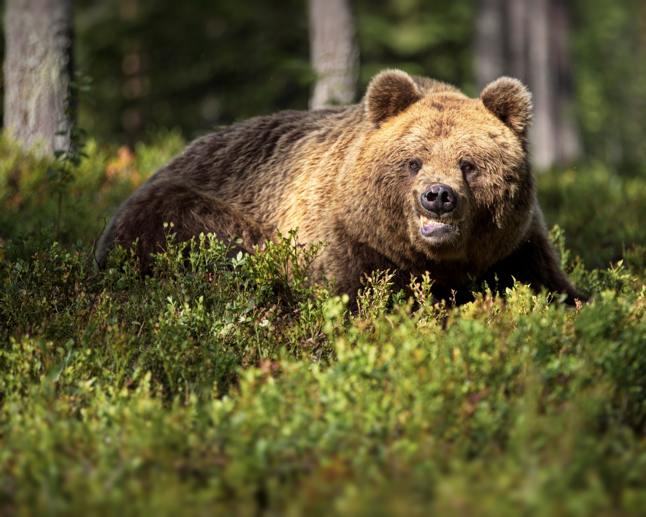 Грозный бурый медведь в зарослях в лесу