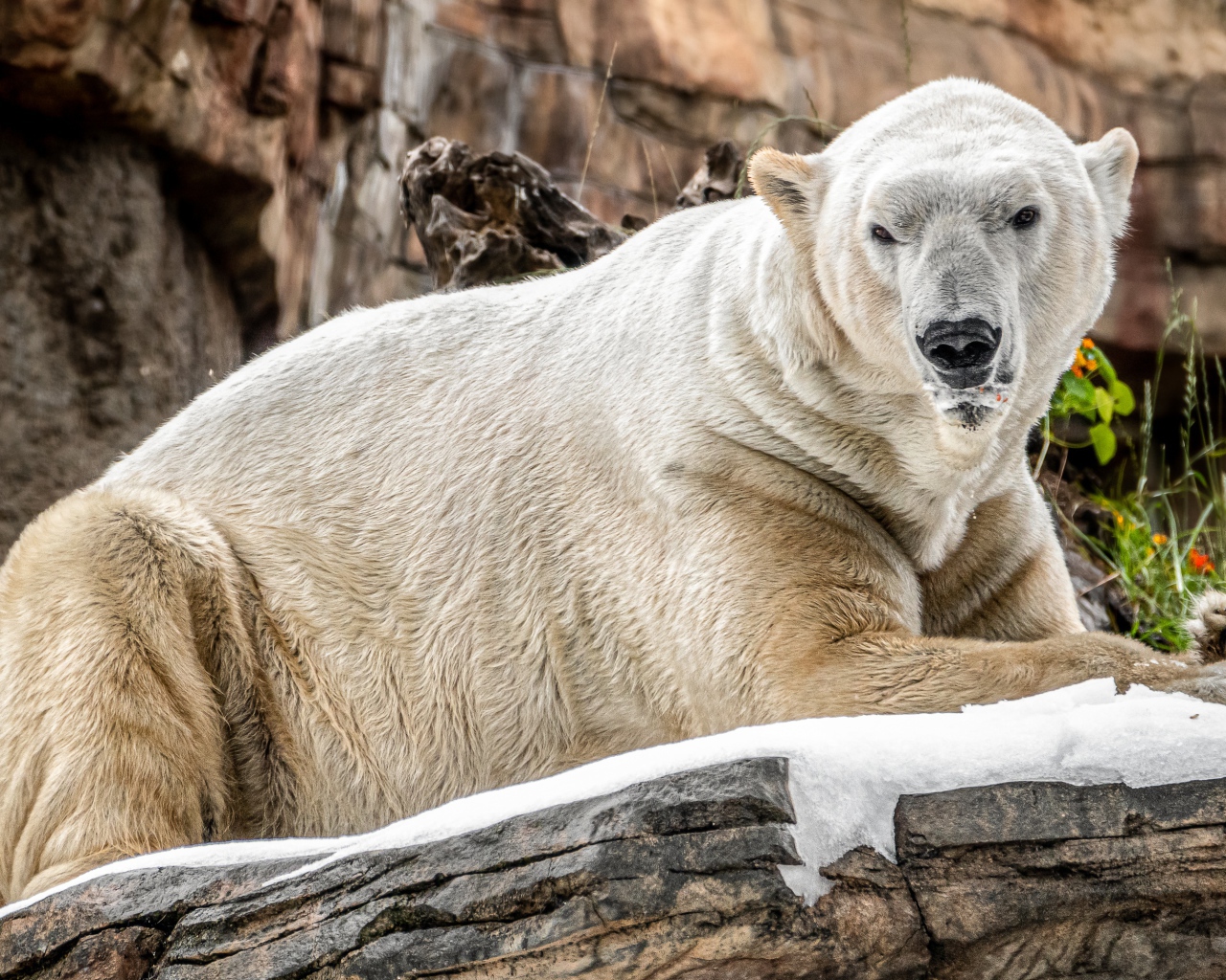 Terrible polar bear lies on a stone in a zoo