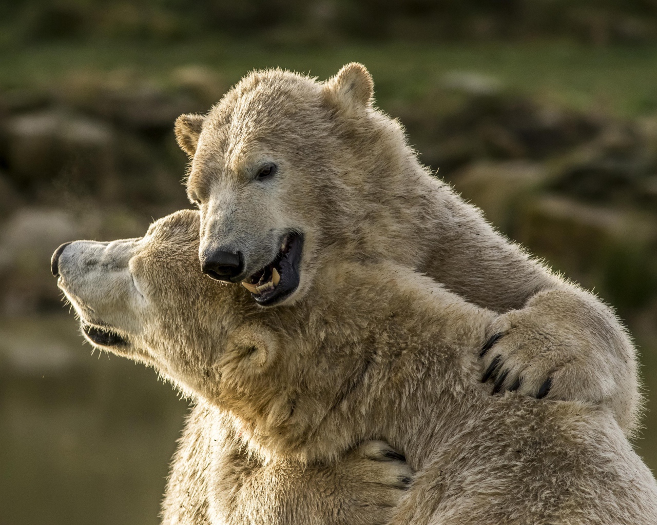 Два больших белых медведя обнимаются 