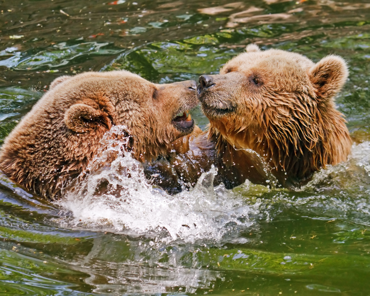 Два бурых медведя в воде 