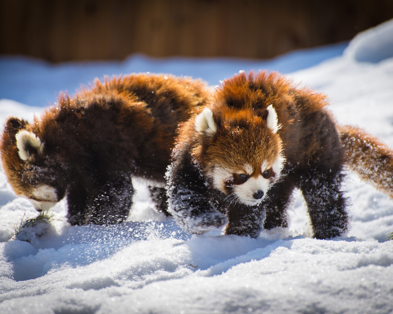 Две забавные красные панды играют на снегу
