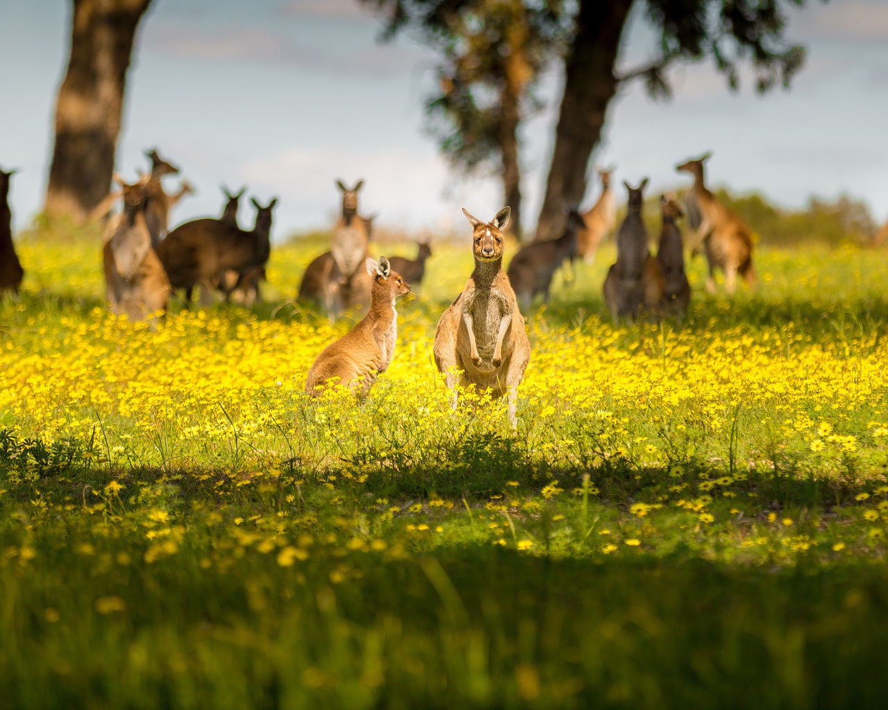 Стая кенгуру сидят на желтых цветах 