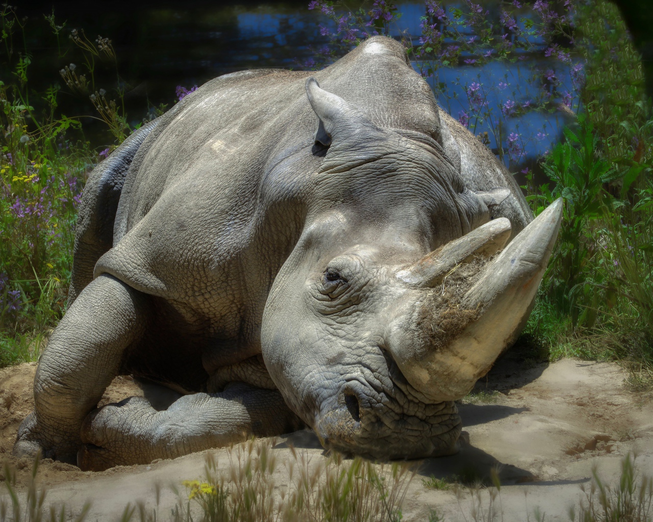 Большой носорог лежит на земле у пруда 