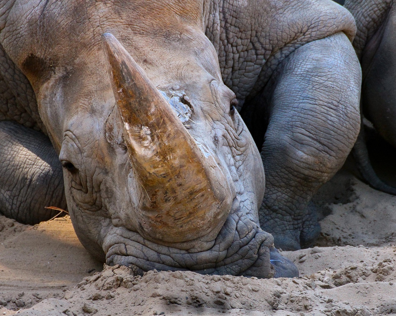 Большой носорог лежит на песке