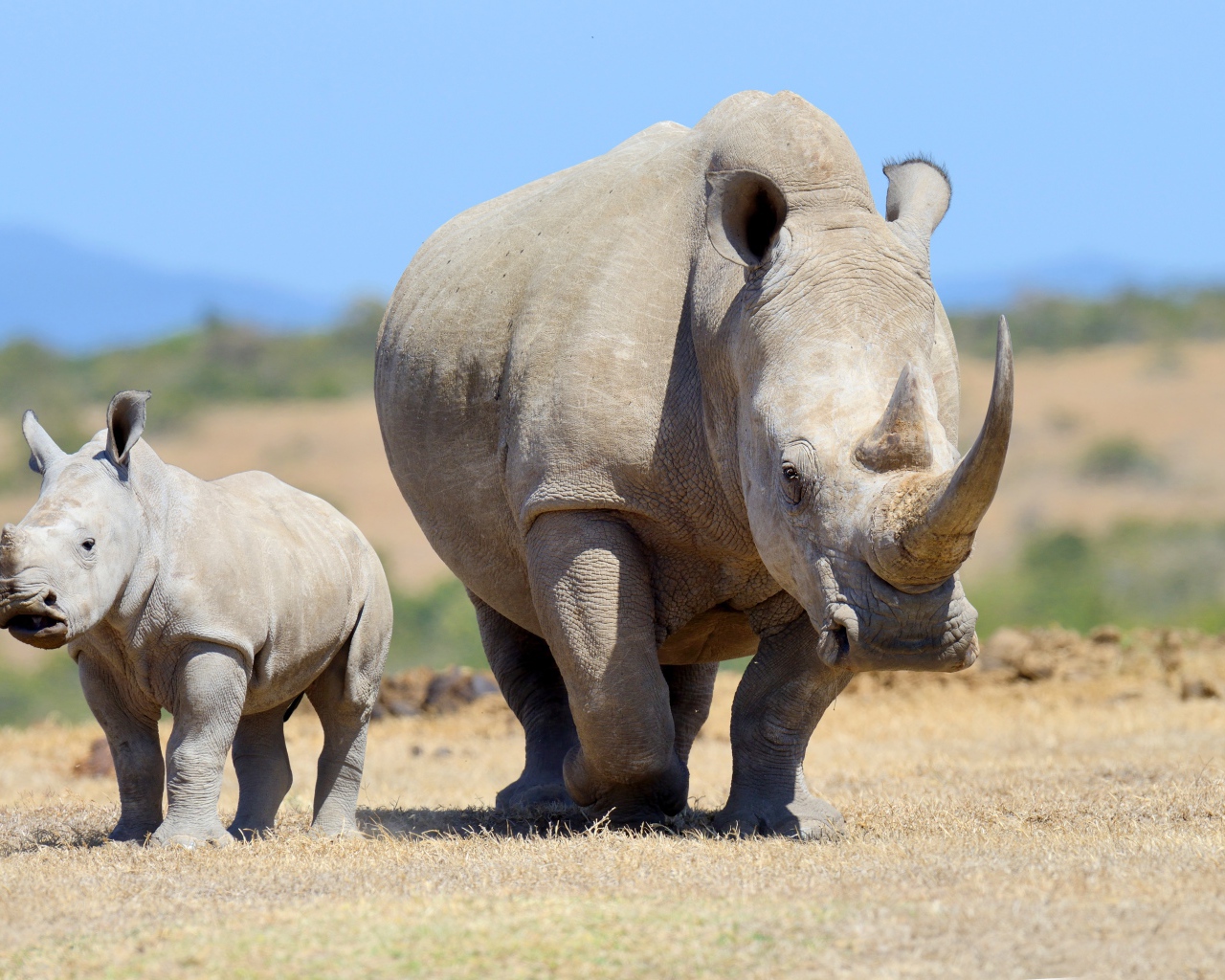 Большой носорог с детенышем идут по земле 