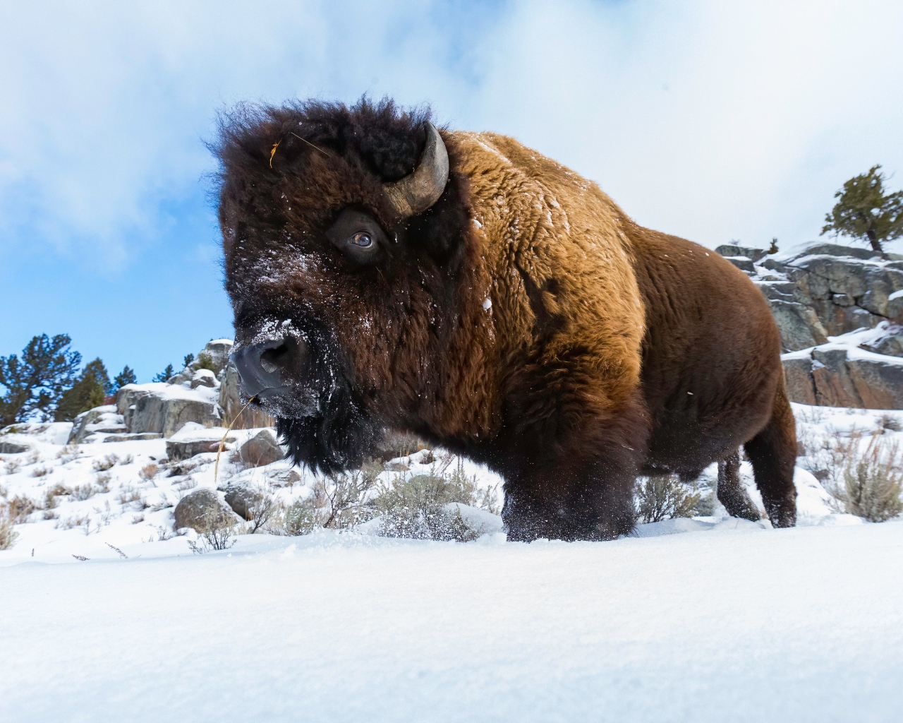 Большой сильный бизон стоит в снегу 