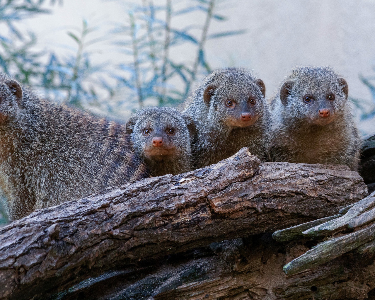 Семейство мангустов на сухом дереве 