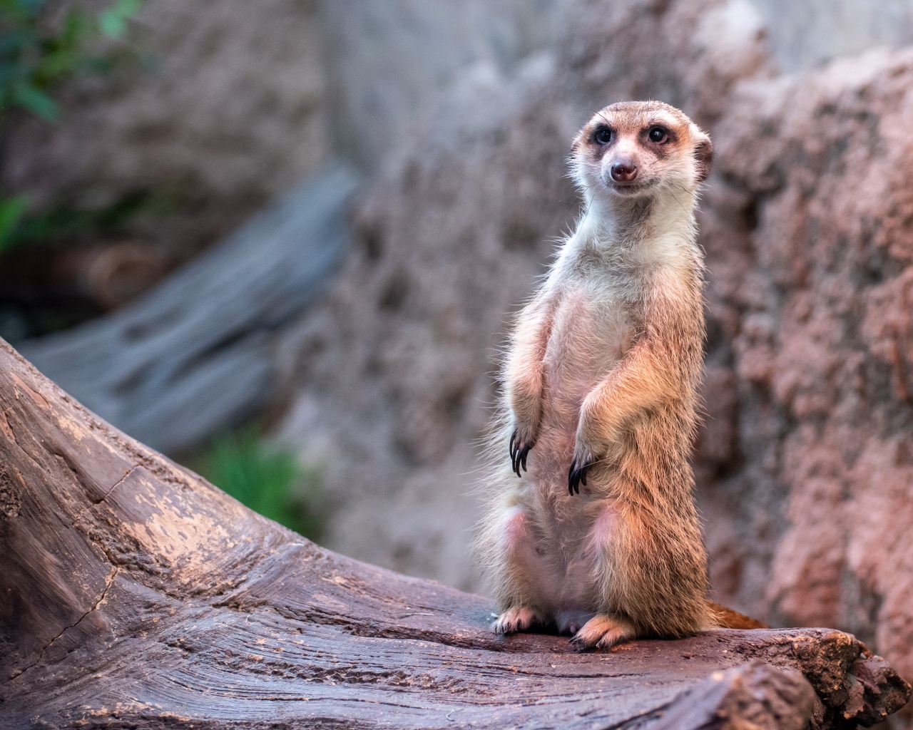 Забавный сурикат сидит на дереве 