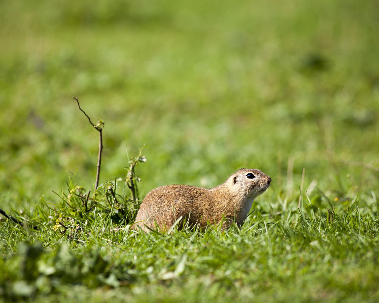 Суслик в зеленой траве 