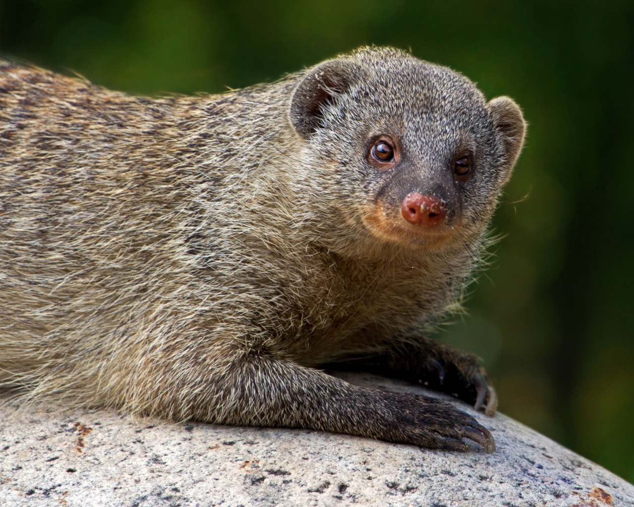 Серый мангуст лежит на камне 