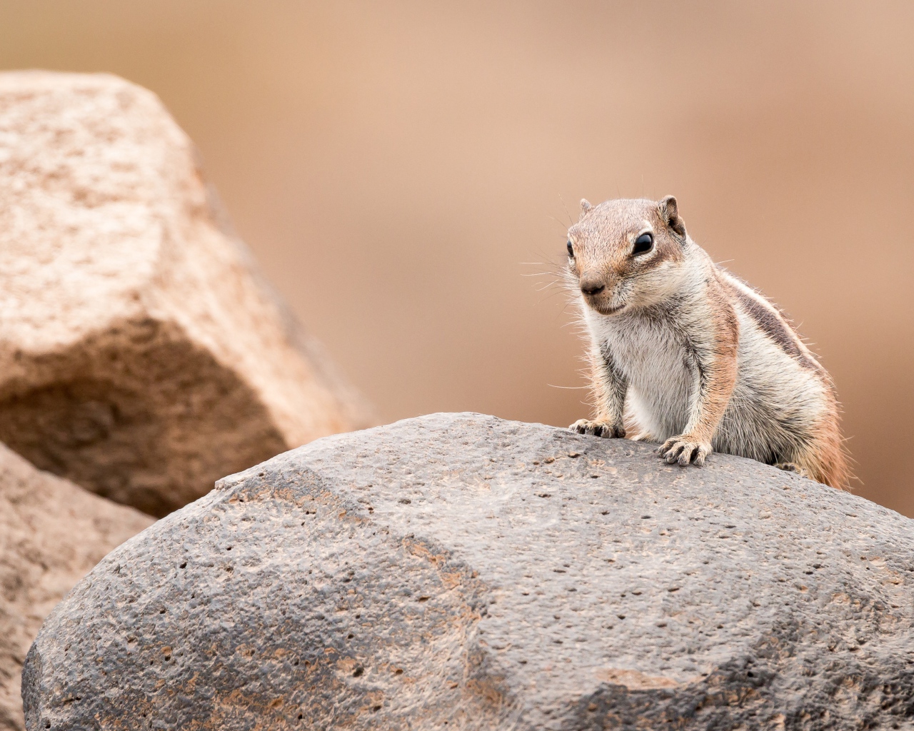 Маленький суслик сидит на камне 