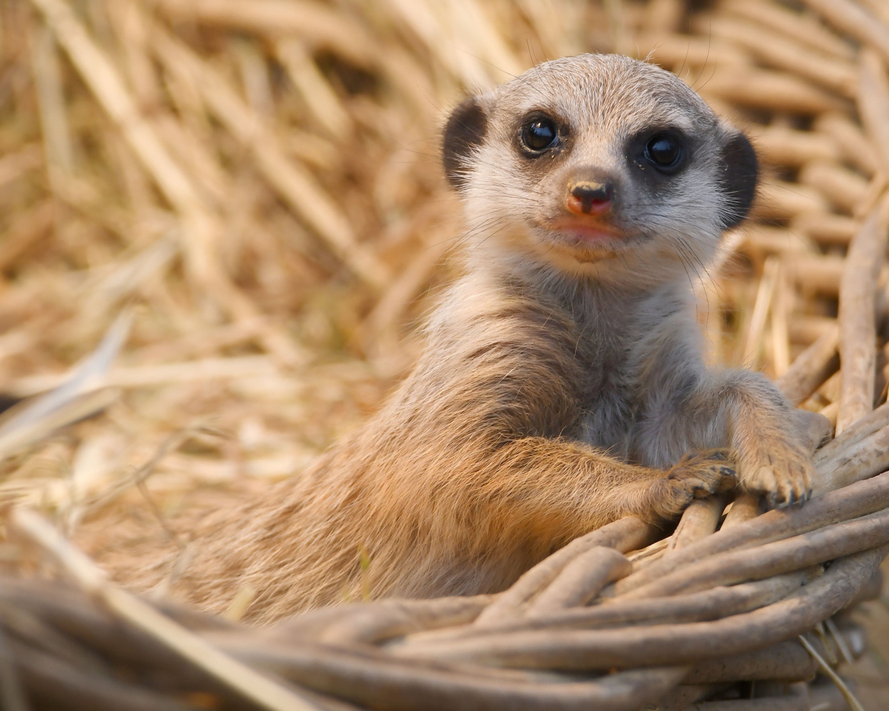 Маленький сурикат лежит в корзине