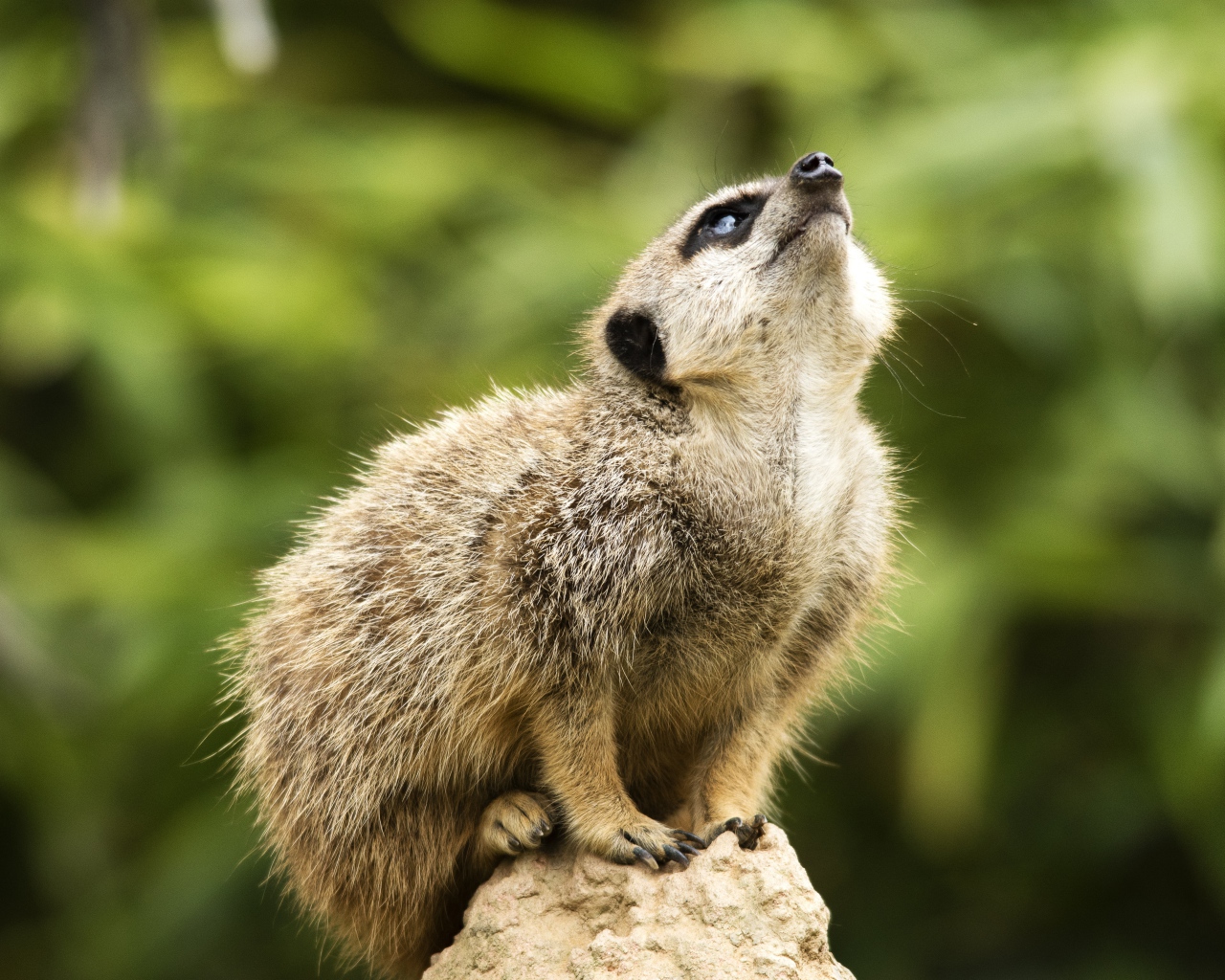 Маленький сурикат сидит на камне 