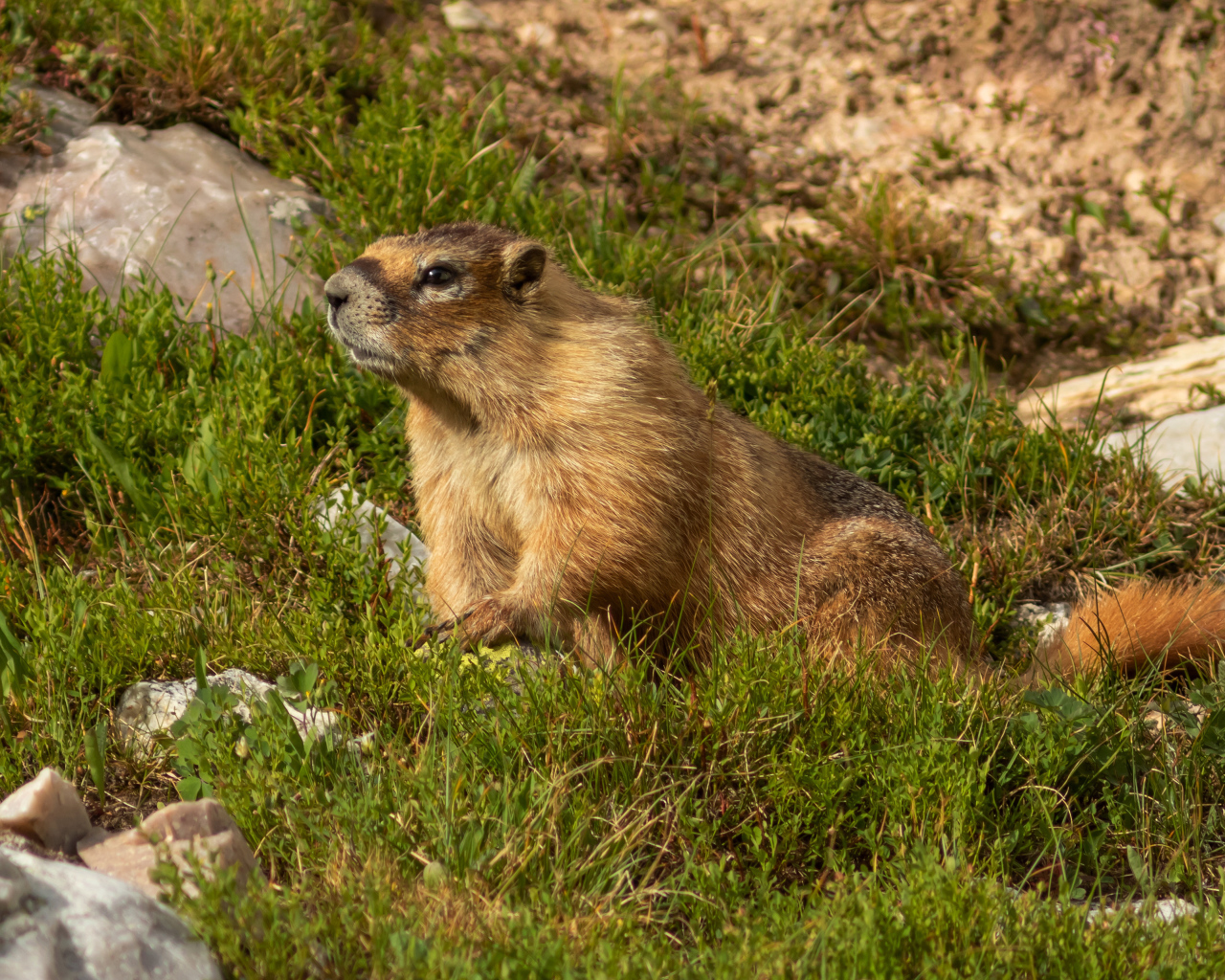 Сурок сидит на зеленой траве 
