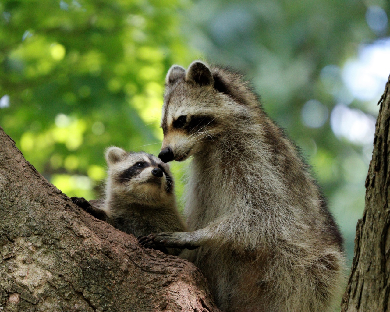Мама енот с ребенком сидят на дереве