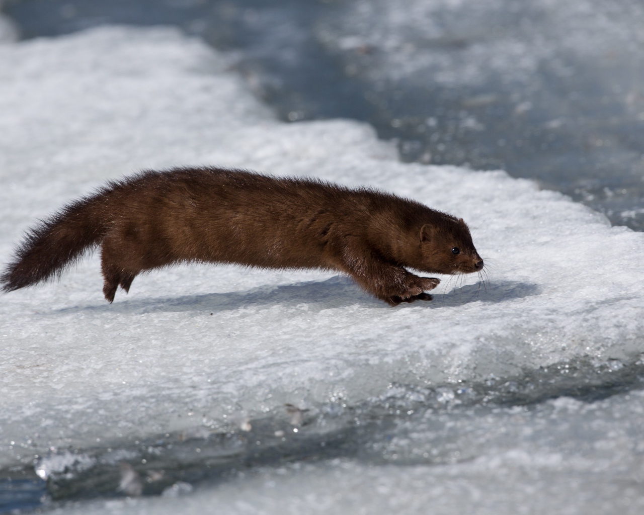 Хищная куница охотится на льду 