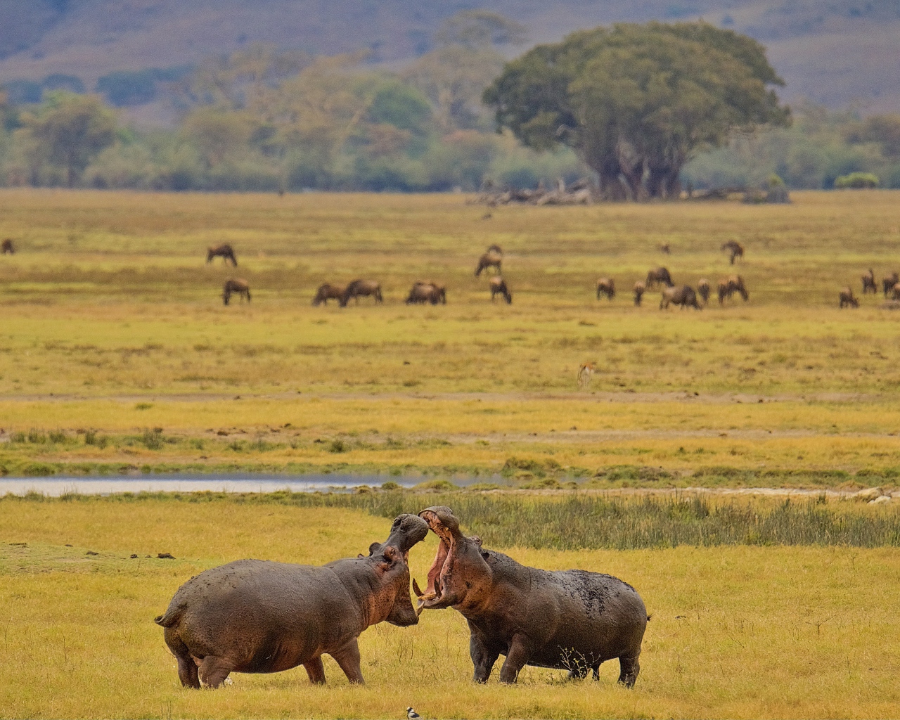 Два больших гиппопотама дерутся на траве