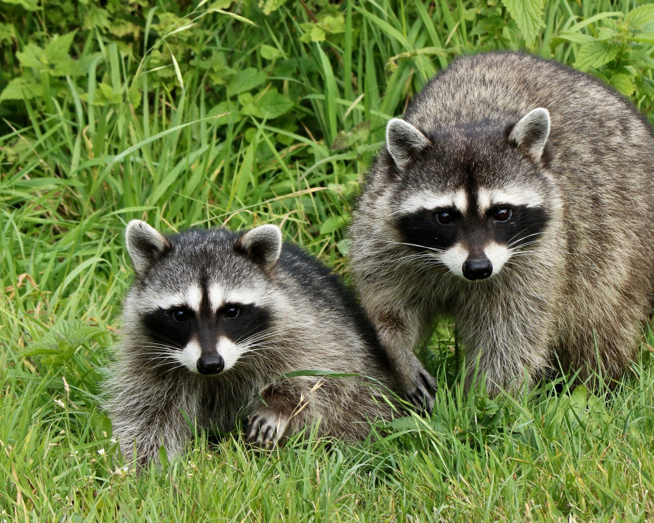 Два енота сидят в зеленой траве