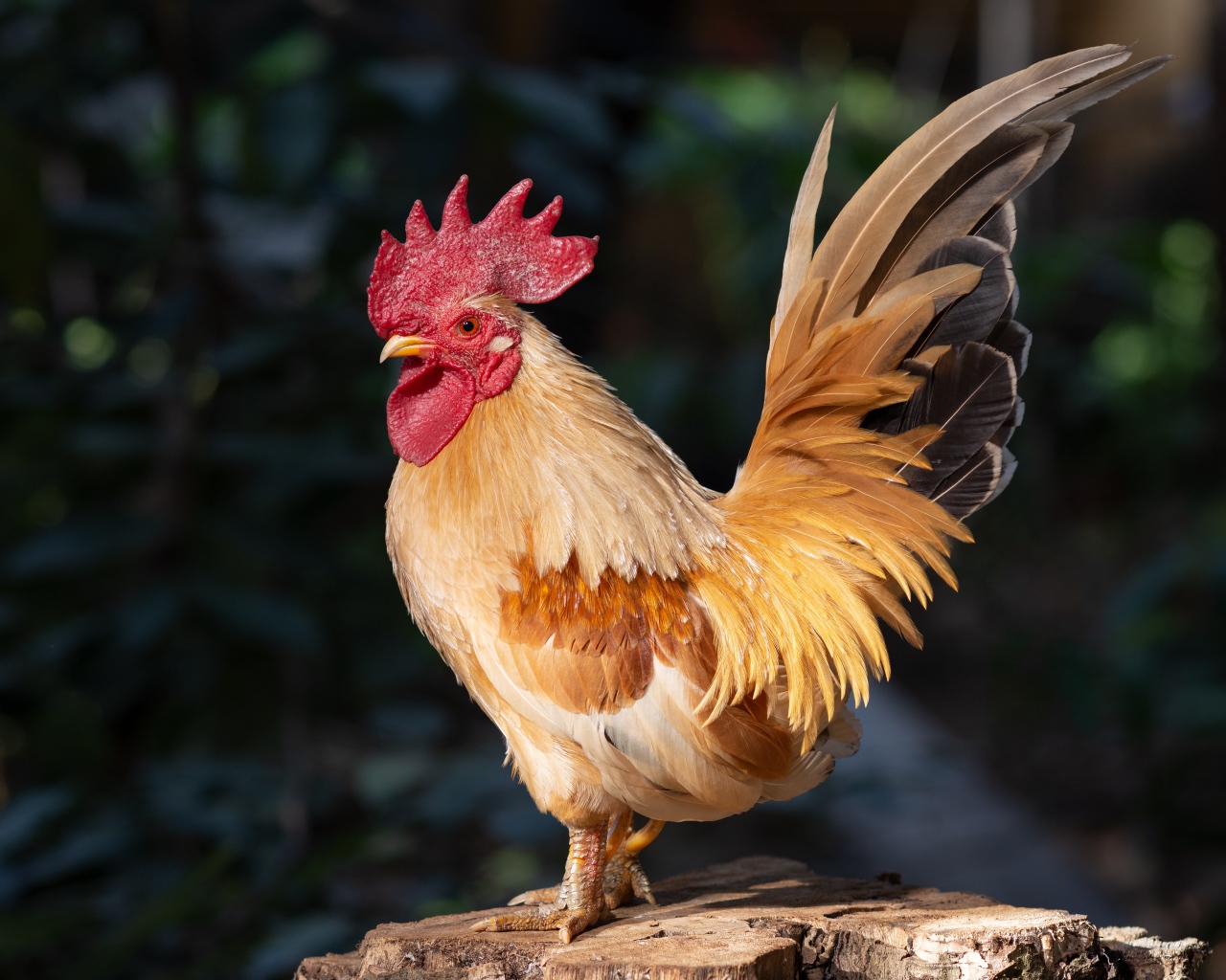 A beautiful domestic rooster stands on a tree stump in the sun