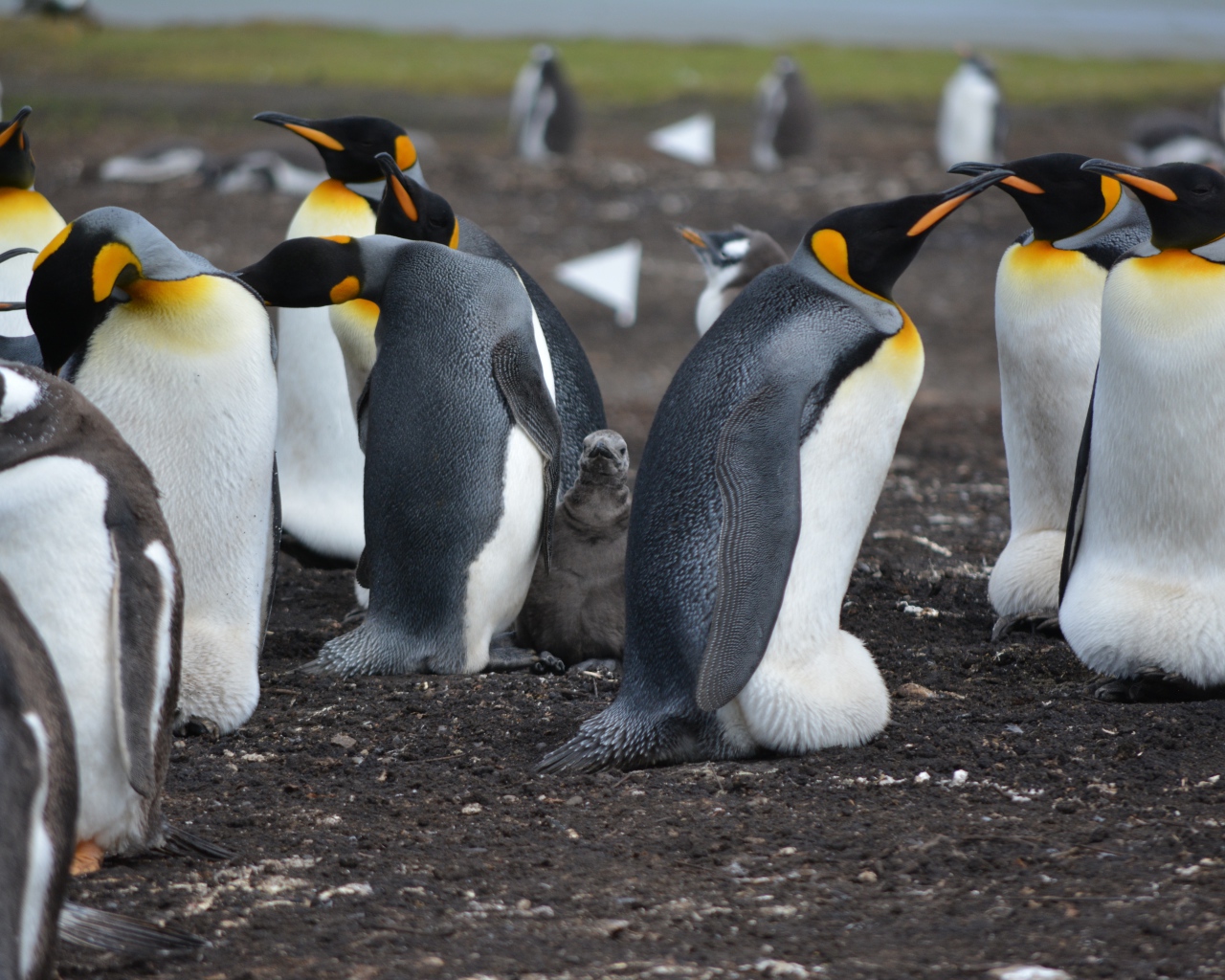 Стая пингвинов на земле 