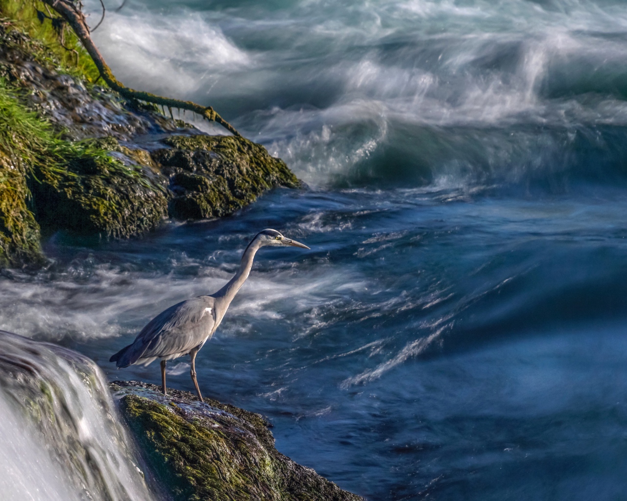 Серая цапля стоит на камне у моря