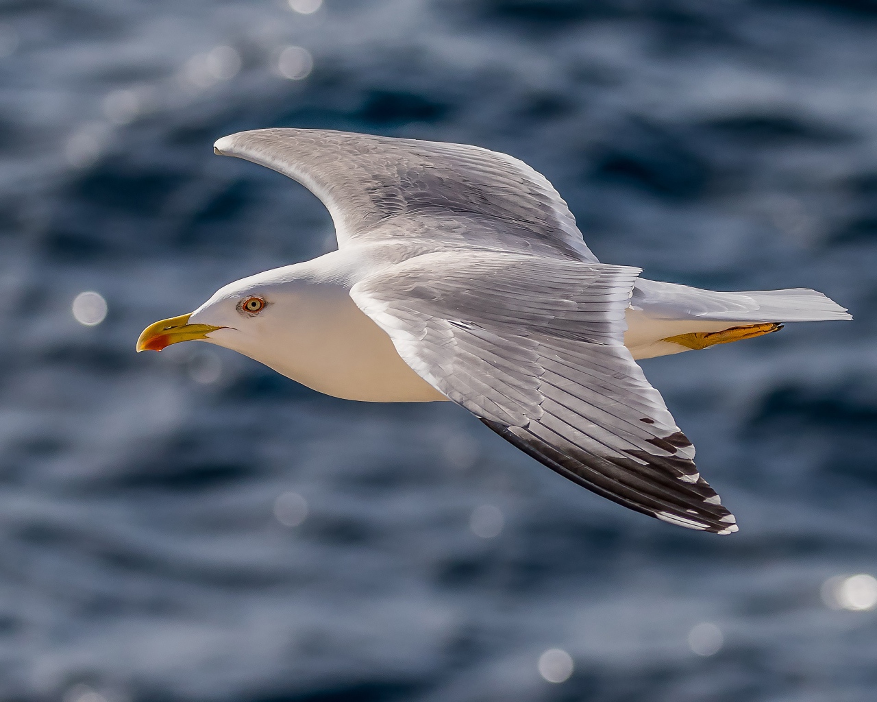Большая серая чайка летит над водой