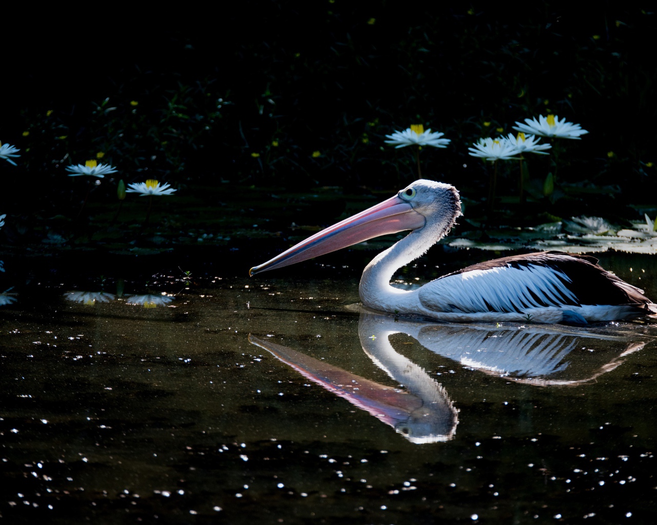 Большой пеликан плавает в пруду с белыми водяными лилиями