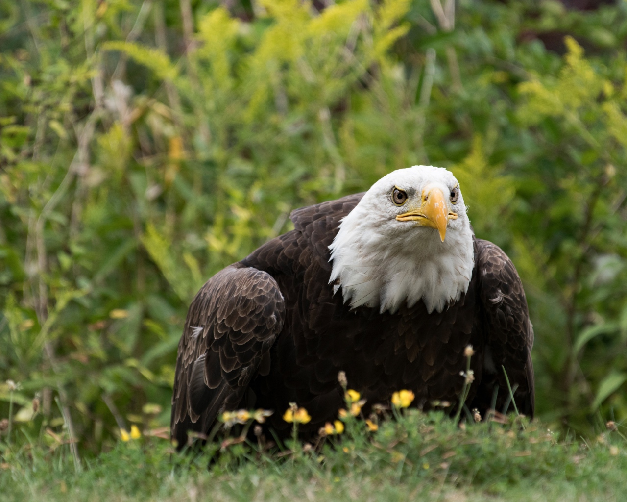 A large predatory bald eagle sits in the grass.