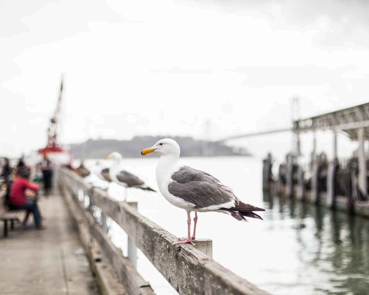 Большая морская чайка сидит в перилах у моря