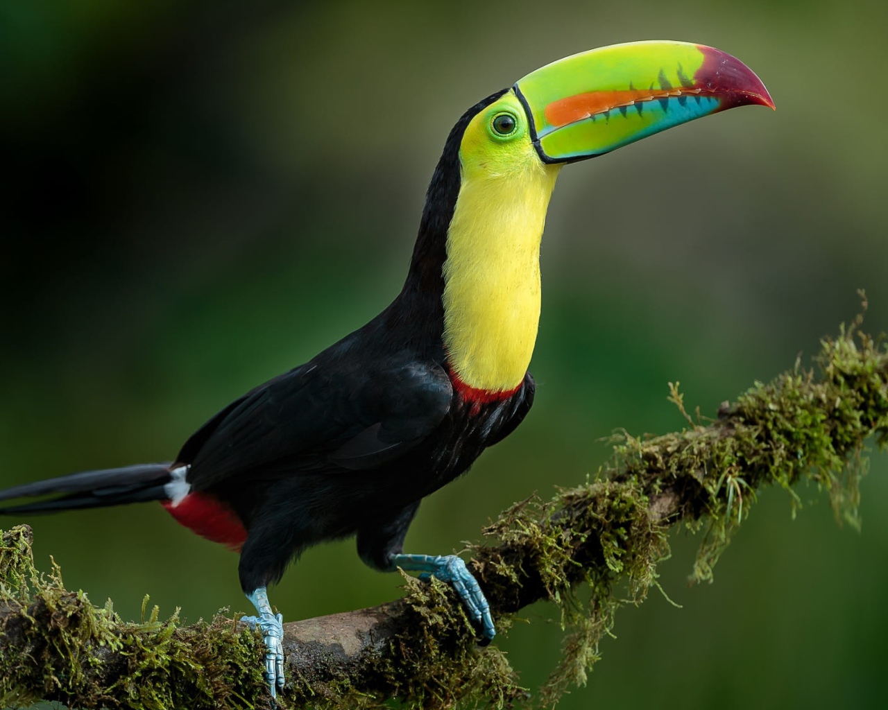 Большой тукан с разноцветным клювом сидит на ветке дерева 