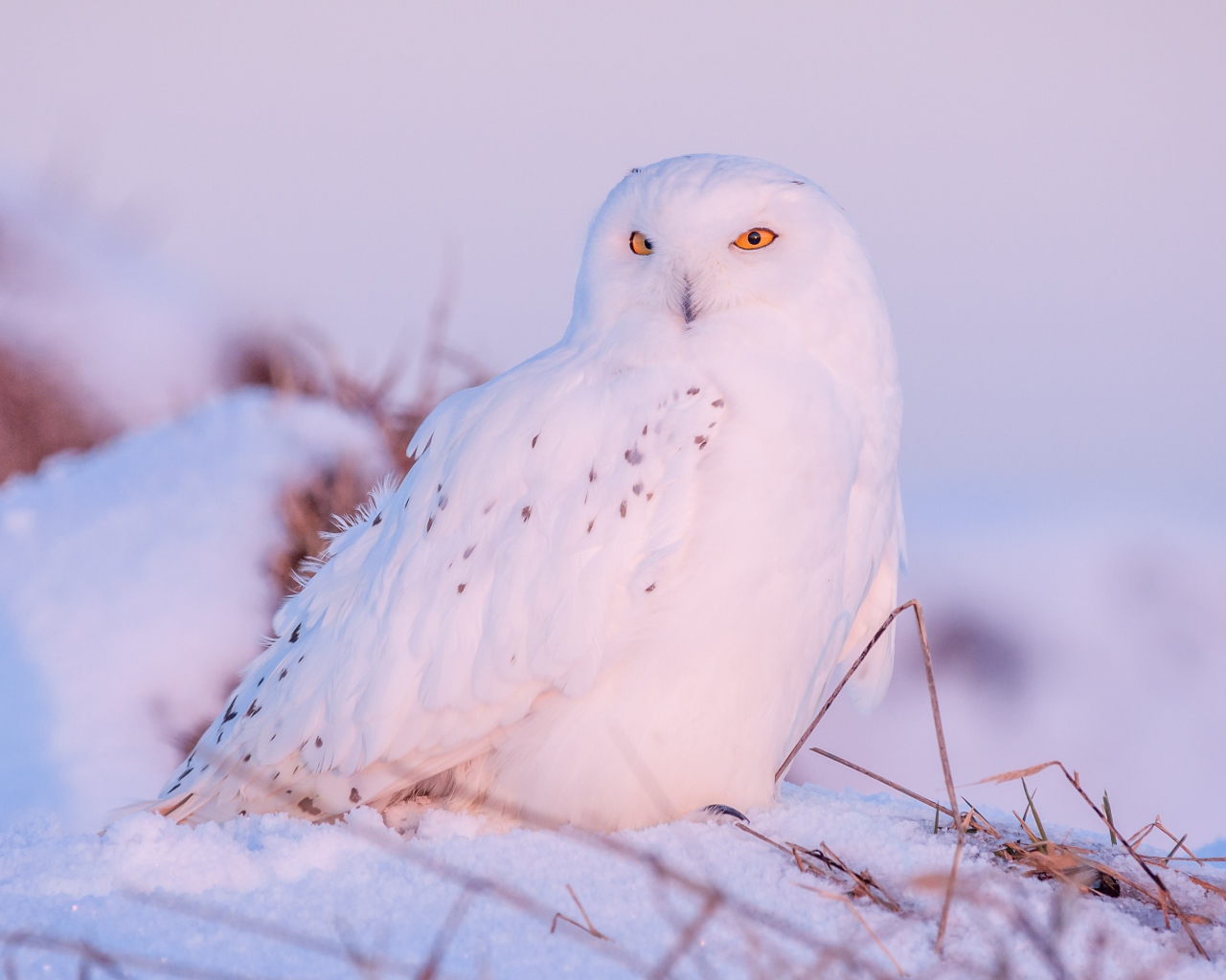 Большая белая сова с желтыми глазами сидит на снегу