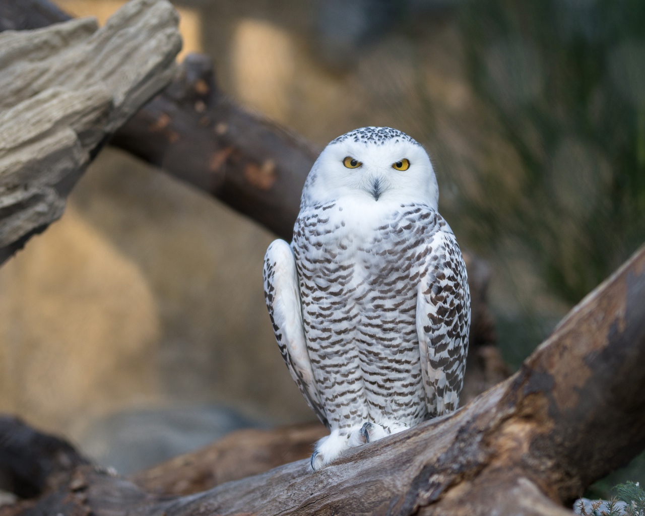 Большая белая сова с желтыми глазами сидит на дереве 