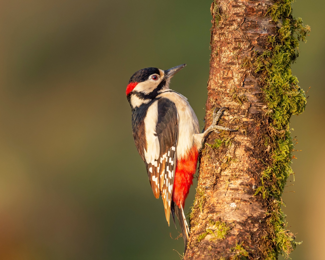 Большой дятел сидит на покрытом мхом дереве 