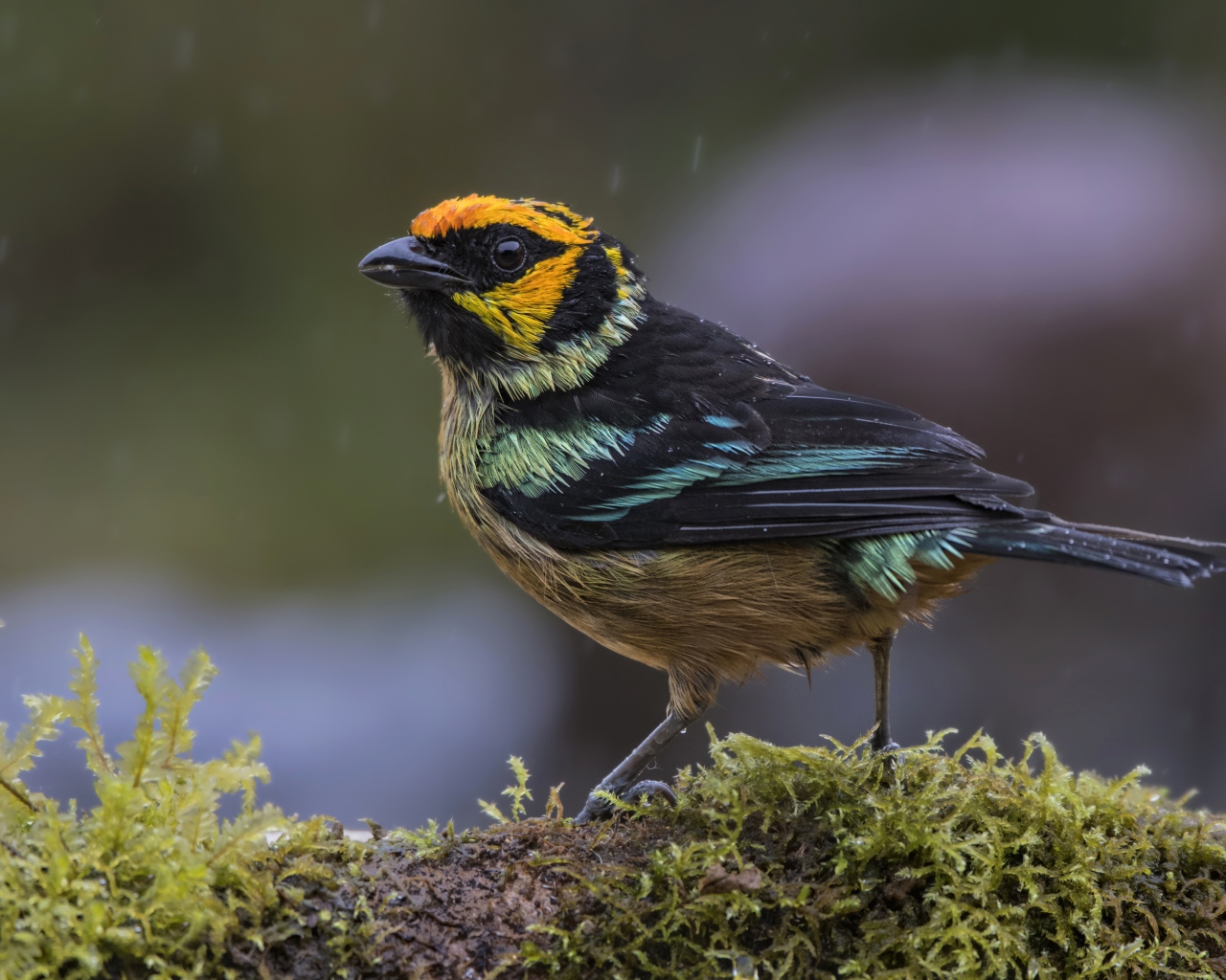 Маленькая птичка сидит на покрытой мхом ветке