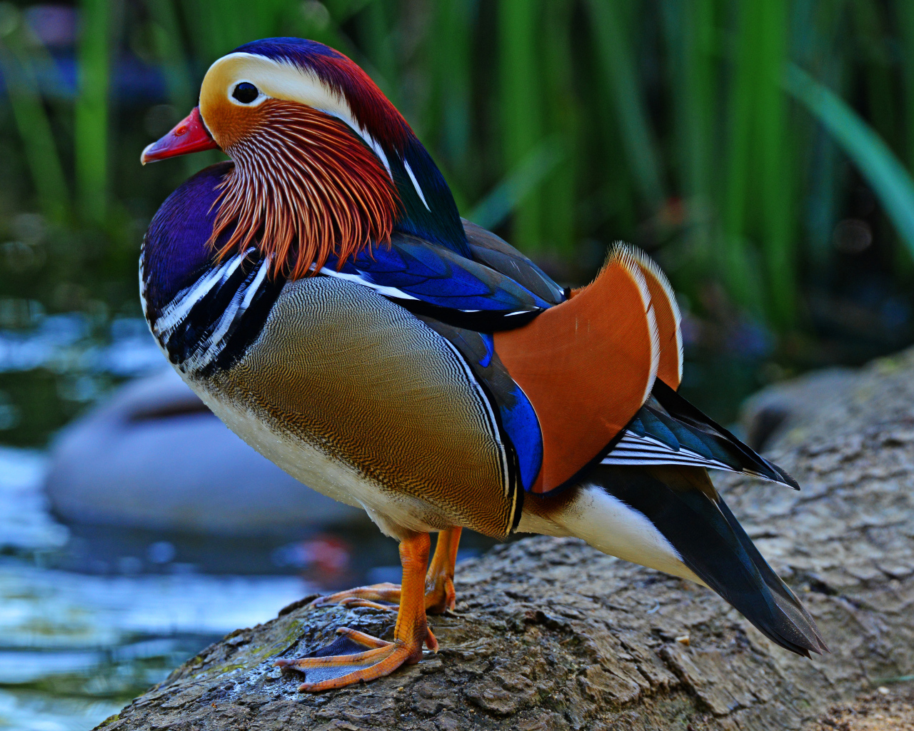 Разноцветная уточка мандаринка сидит на берегу озера