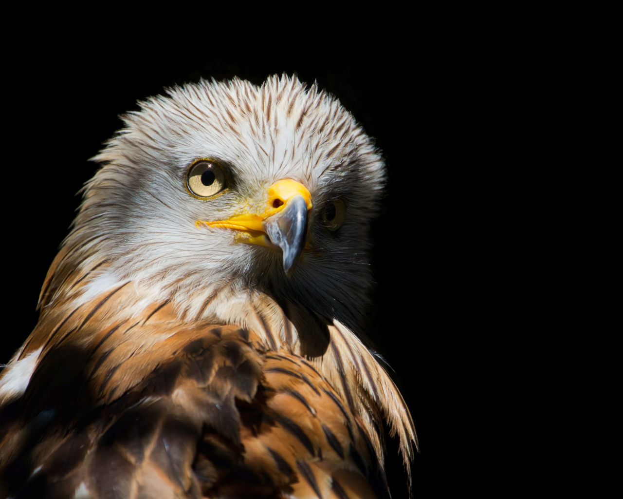 Острый клюв у хищной птицы на черном фоне