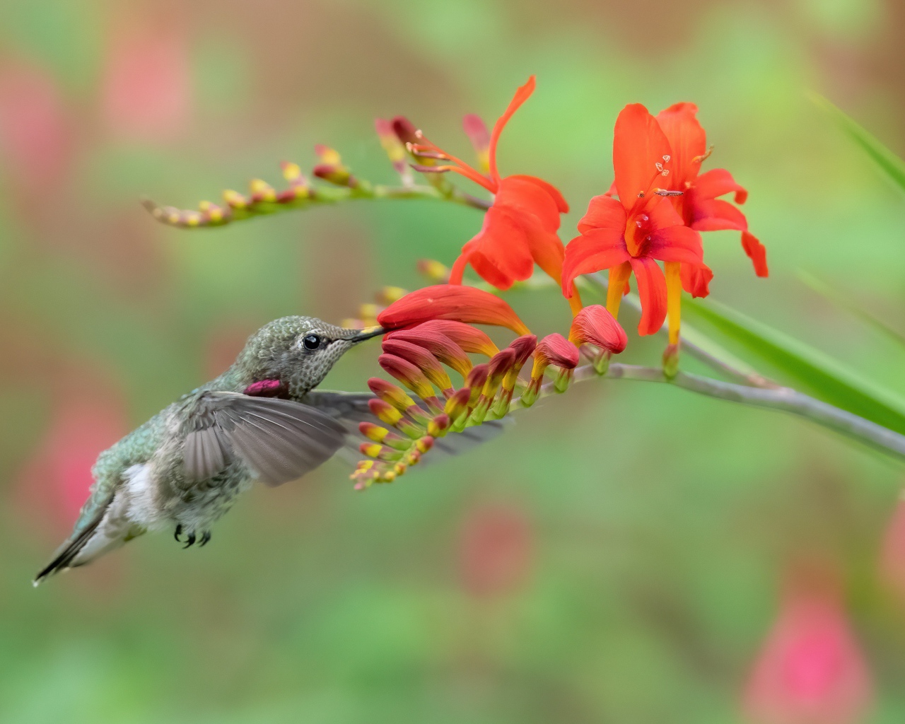 Крошечная птичка колибри пьет нектар из красного цветка