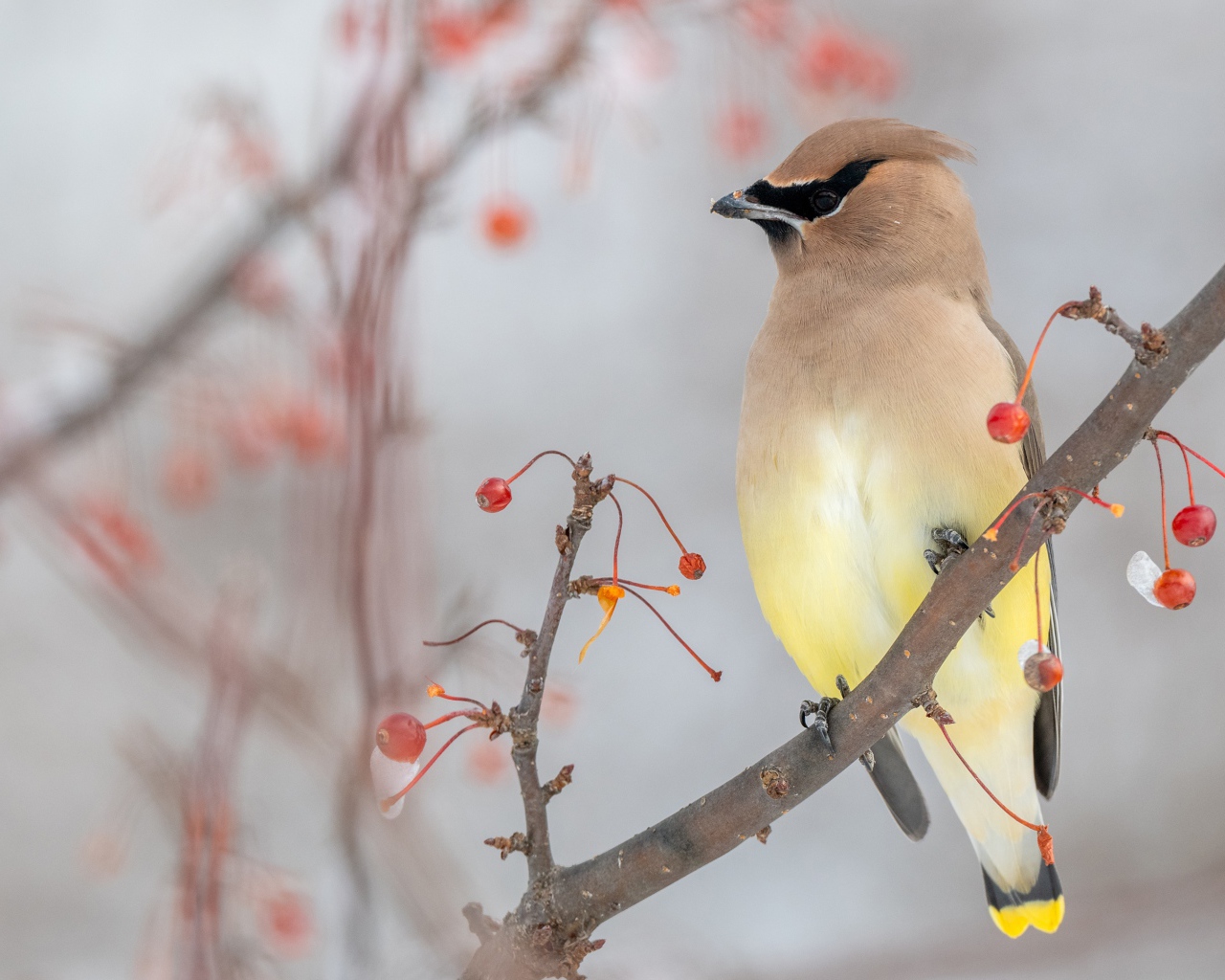Американский Свиристель сидит на ветке с красными ягодами