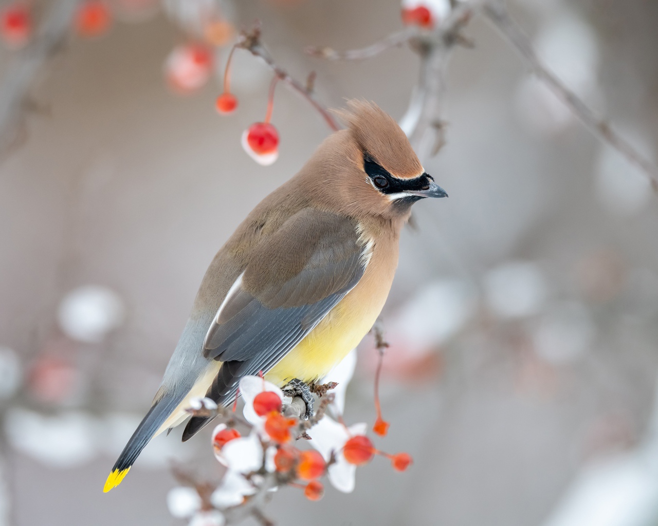 Американский свиристель на ветке дерева зимой
