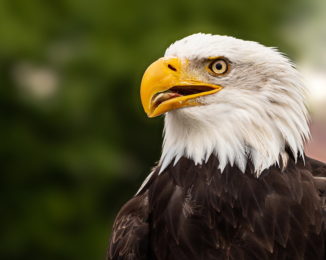 Голова белоголового орлана с открытым клювом 