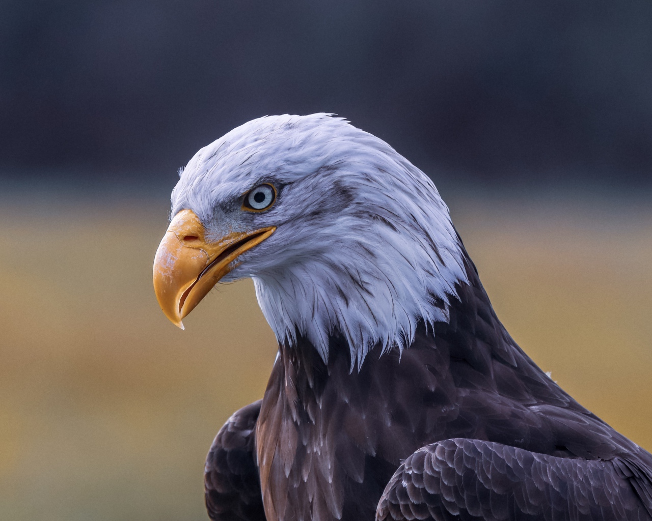 Голова белоголового орлана с острым желтым клювом