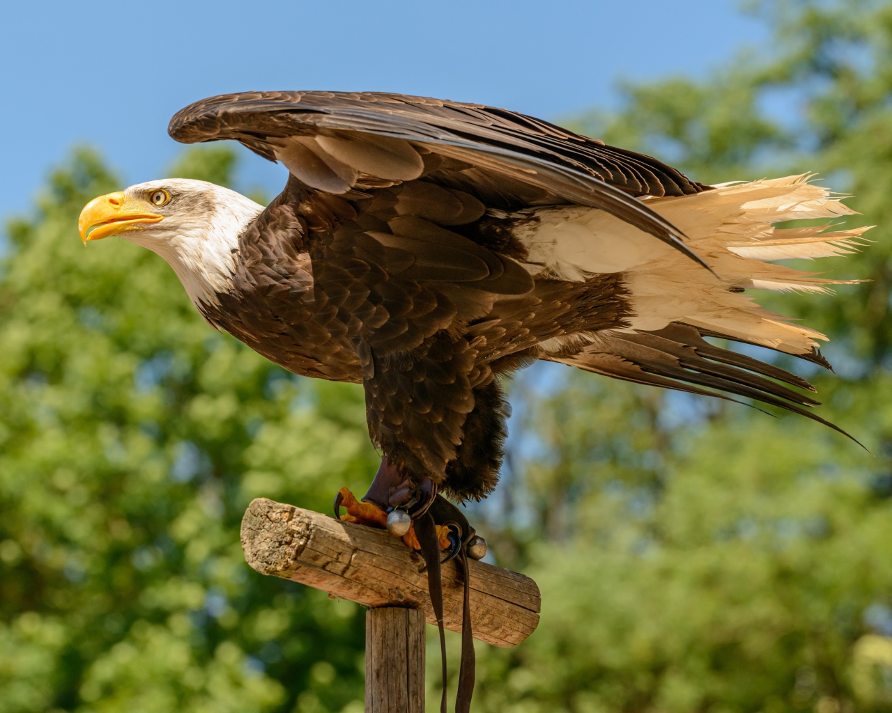 Белоголовый орлан расправил крылья